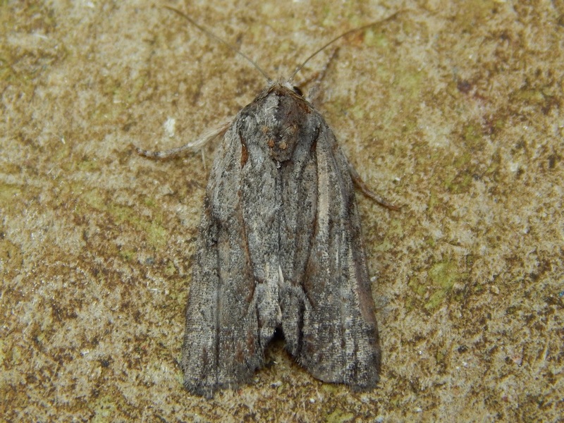 Noctuidae (?) da ID